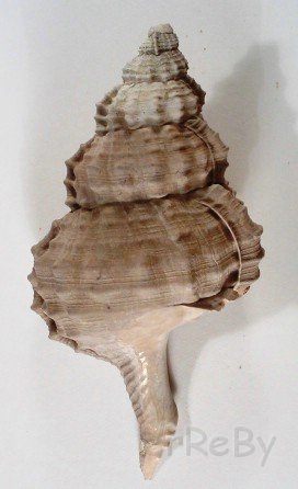 Ranella olearia (L., 1758).jpg